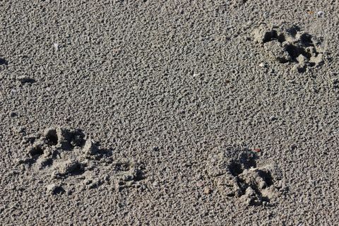 痕迹、指纹、沙子、土地、高角度视图、自然、白天、无人