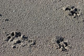 痕迹、指纹、沙子、土地、高角度视图、自然、白天、无人