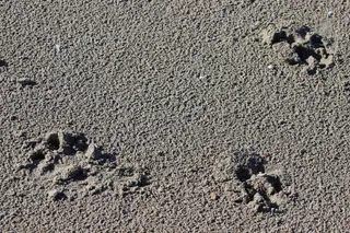 痕迹、指纹、沙子、土地、高角度视图、自然、白天、无人