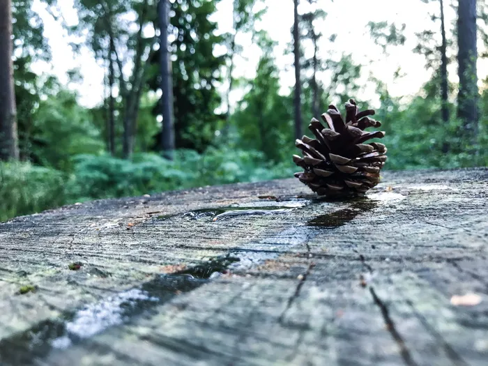 森林，树木，木材，林地，松果，木材-材料，树木，植物