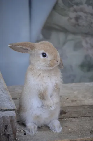 棕色，兔子，站立，托盘，木制，表面，兔子宝宝，金色