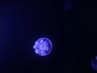 水母，海洋，蓝色，黑色，太空，夜晚，天文学，自然