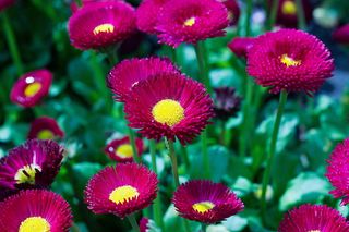 花，美丽，自然，春天，自然之美，粉色，脆弱，特写