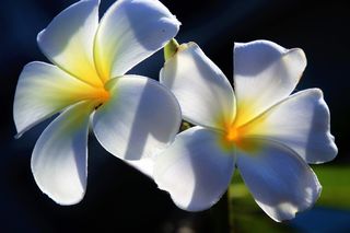 白色和黄色鸡蛋花，开花，关闭，照片，花，鸡蛋花，自然，花瓣