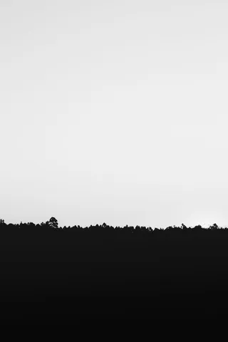 白色天空下的草影