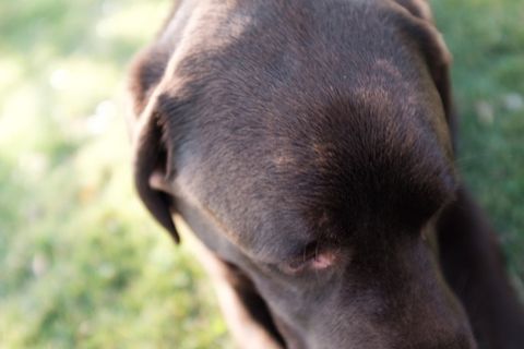 美国、拉斯维加斯、抽象、贡佐、拉布拉多、布朗、狗肖像、动物主题