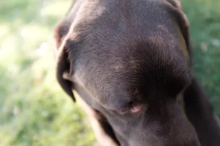 美国、拉斯维加斯、抽象、贡佐、拉布拉多、布朗、狗肖像、动物主题