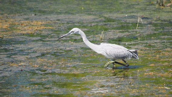 自然，鸟类，白鹭，幼鸟，小白鹭，池塘，捕鱼，动物