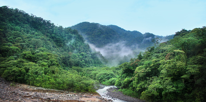 丛林、雾、树木、绿色、雨林、热带、自然、热带