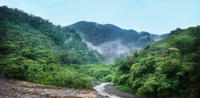 丛林、雾、树木、绿色、雨林、热带、自然、热带 丛林、雾、树木、绿色、雨林、热带、自然、热带