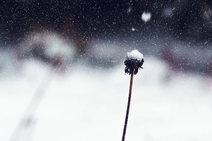 枯萎的花被雪覆盖