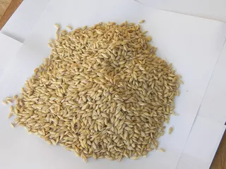 粮食、纸张、大麦种子、健康、粮食、小麦、农业、自然 粮食、纸张、大麦种子、健康、粮食、小麦、农业、自然