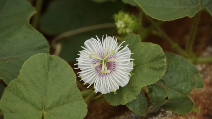 kathokrok，剥去早草，3只大象，3只大象草，3只kathokrok森林，大球虫番石榴，野生红毛丹