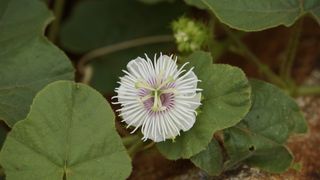 kathokrok，剥去早草，3只大象，3只大象草，3只kathokrok森林，大球虫番石榴，野生红毛丹