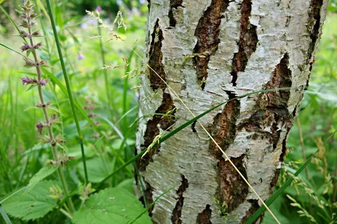 桦木, 白桦树, 树, 树皮, 树干, 银色, 结构, 模式 桦木, 白桦树, 树, 树皮, 树干, 银色, 结构, 模式