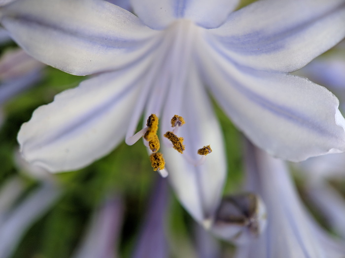 美国, 洛杉矶, 风格, 花瓣, 耻辱, 散景, 花, 花粉