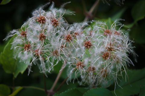 铁线莲，攀缘植物，自然，特写，园林植物，观赏植物，水果，触控笔