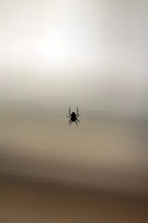 家，背景，壁纸，蜘蛛，网，漂浮，飞行，半空中