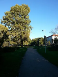 赫尔辛基,芬兰,树木,自然,风景,树枝,蓝天,秋天 赫尔辛基,芬兰,树木,自然,风景,树枝,蓝天,秋天