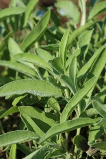 选择性,照片,叶,鼠尾草,鼠尾草叶,健康,茶,自然 选择性,照片,叶,鼠尾草,鼠尾草叶,健康,茶,自然