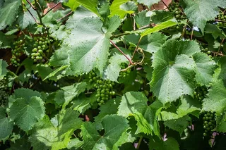 绿色，葡萄，葡萄藤，绿色葡萄，叶子，植物部分，生长，绿色颜色