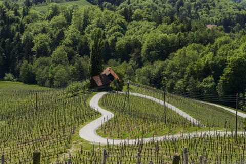 自然，绿色，心形，路，葡萄园路，和平，放松，植物