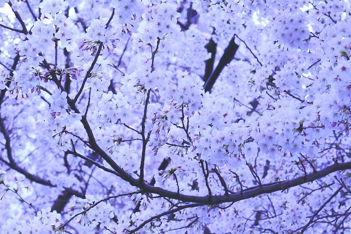 开花，开花，特写，植物，花朵，春天，树木，自然