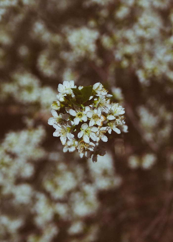 加拿大，萨斯喀彻温省，花卉，博克，花卉，开花植物，植物，新鲜度