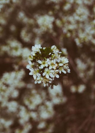 加拿大，萨斯喀彻温省，花卉，博克，花卉，开花植物，植物，新鲜度
