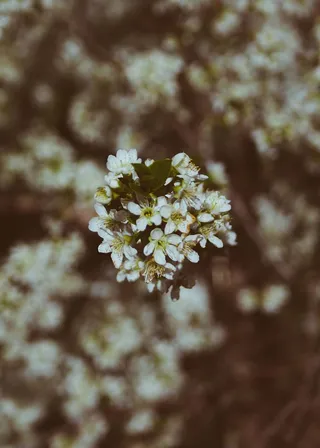 加拿大，萨斯喀彻温省，花卉，博克，花卉，开花植物，植物，新鲜度