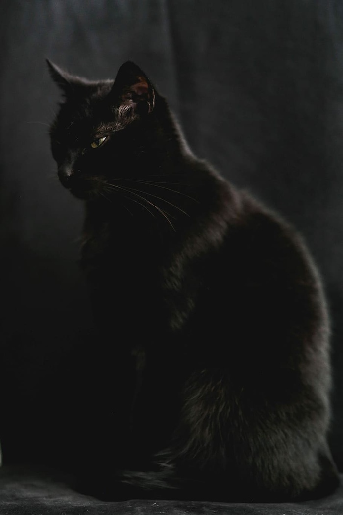 黑猫肖像