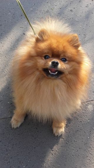 狗，小狗，狗，宠物，最爱，斯皮茨，鲁迪，外套