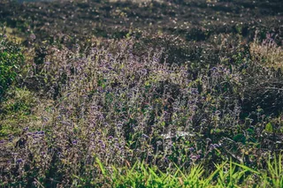 白天的紫色花坛