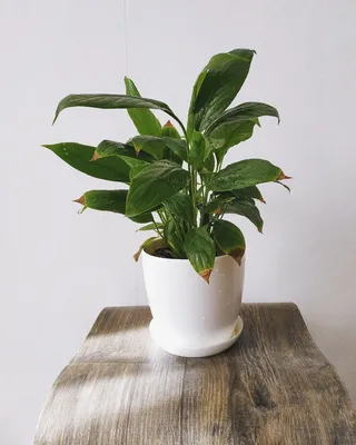 植物，叶，花，绿色，最小，最小，白色，怪物