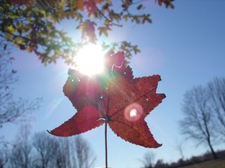 厂, 天空, 太阳, 树, 阳光, 性质, 自然之美, 低角度视图