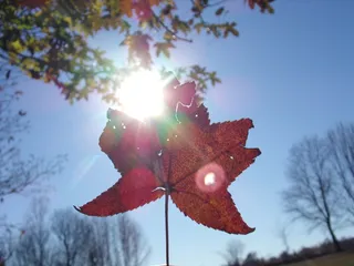厂, 天空, 太阳, 树, 阳光, 性质, 自然之美, 低角度视图