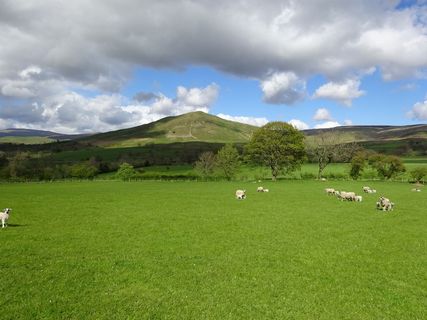 dufton，pyke，cumbria，植物，云天，草，牲畜，动物