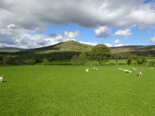 dufton，pyke，cumbria，植物，云天，草，牲畜，动物