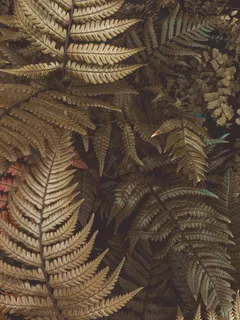 蕨类植物照片 蕨类植物照片