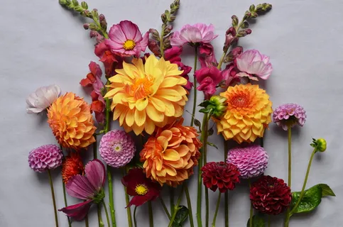 白色墙上有五彩的簇生花瓣的花 白色墙上有五彩的簇生花瓣的花