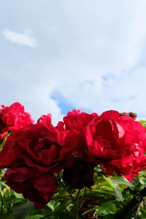 天空,玫瑰,花,红玫瑰,红,花,开花植物,植物 天空,玫瑰,花,红玫瑰,红,花,开花植物,植物