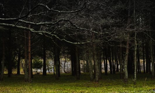 树干、植物、树木、户外、自然、草、地面、植被