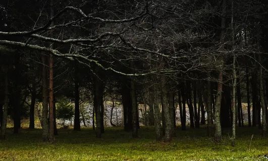 树干、植物、树木、户外、自然、草、地面、植被