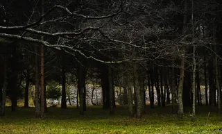 树干、植物、树木、户外、自然、草、地面、植被