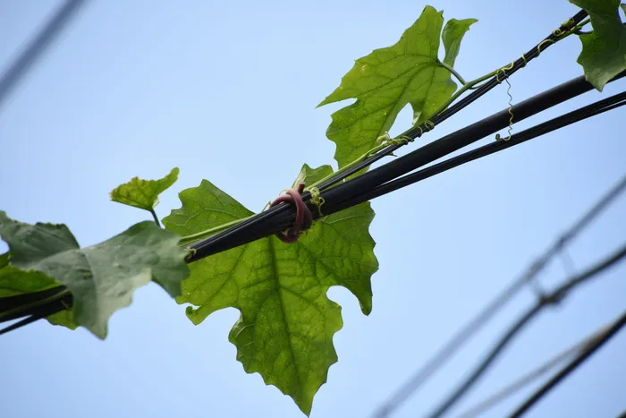 蓝天，绿叶，电线杆，叶子，植物，植物部分，低角度视图，天空