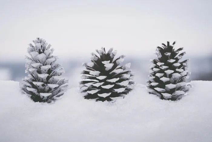 白雪覆盖的松果