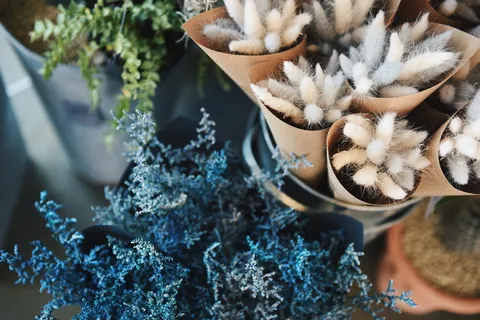 花卉品种，花卉，白色，花瓣，花朵，花园，植物，自然