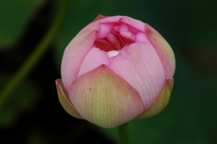 莲花，池塘，植物，花卉，睡莲，池塘植物，自然，植物