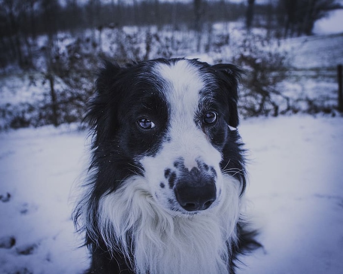 狗，宠物，哺乳动物，动物，狗，牧羊犬，雪，冬天