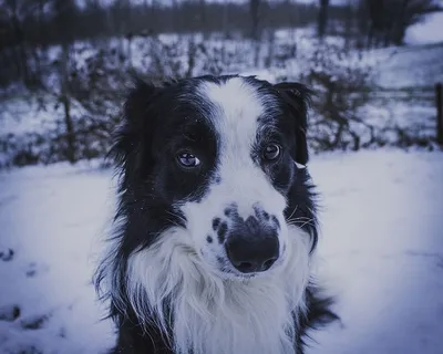 狗,宠物,哺乳动物,动物,狗,牧羊犬,雪,冬天 狗,宠物,哺乳动物,动物,狗,牧羊犬,雪,冬天